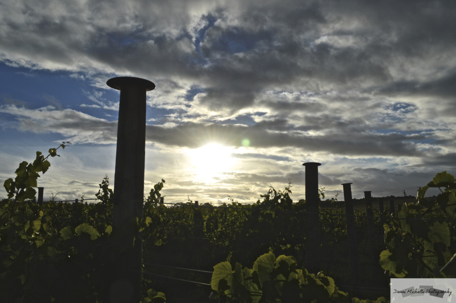 Bellarine Estate Winery